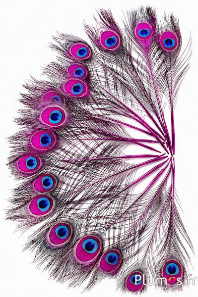 Pavone blu miniatura - 15-25 cm - fucsia